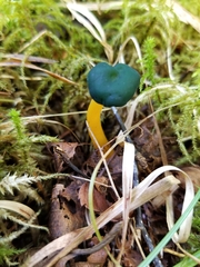 Leotia viscosa
