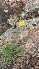 Thelesperma simplicifolium