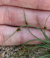 Cyperus subsquarrosus