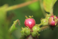 Sabicea novogranatensis