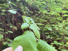 Corylus cornuta