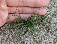 Cyperus subsquarrosus