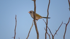 Embernagra platensis