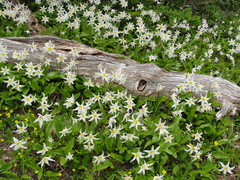 Erythronium montanum