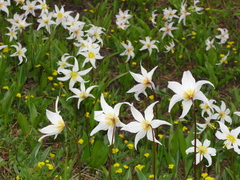 Erythronium montanum