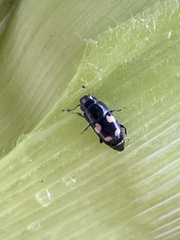 Glischrochilus quadrisignatus