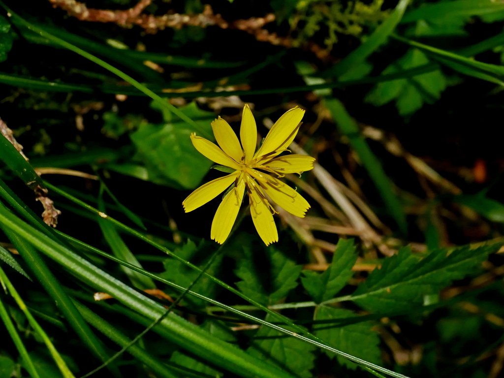 Lapsanastrum takasei