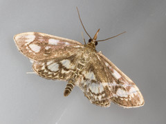 Anania coronata
