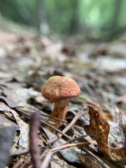 Cortinarius bolaris