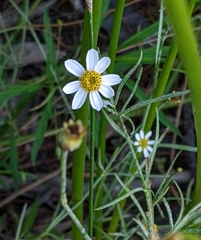 Coreopsis rosea