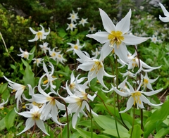 Erythronium montanum