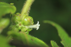 Sabicea novogranatensis