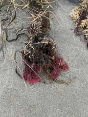 Chondrus crispus