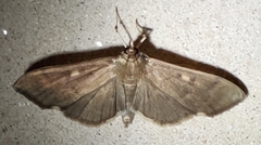 Herpetogramma sphingealis