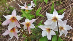 Erythronium montanum
