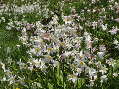 Erythronium montanum