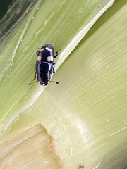 Glischrochilus quadrisignatus