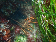 Panulirus interruptus