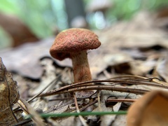 Cortinarius bolaris
