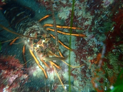 Panulirus interruptus