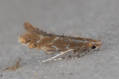 Cremastobombycia