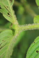 Sabicea novogranatensis