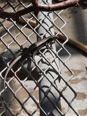 Plestiodon fasciatus