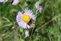 Autographa californica