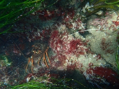 Panulirus interruptus