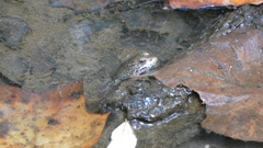 Lithobates clamitans