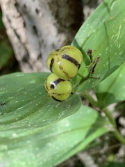Maianthemum stellatum