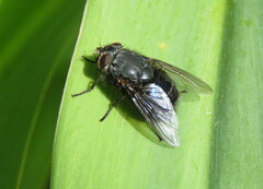 Calliphora quadrimaculata