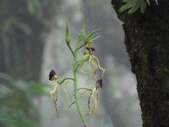 Prosthechea cochleata
