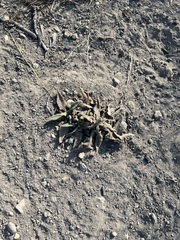 Salvia spathacea
