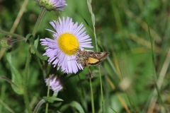 Autographa californica