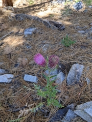 Cirsium andersonii