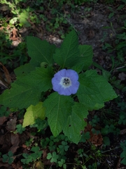 Nicandra physalodes