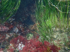 Panulirus interruptus