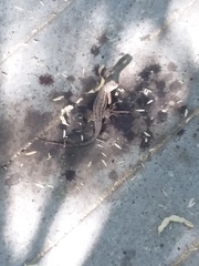 Sceloporus occidentalis longipes