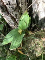 Maianthemum stellatum