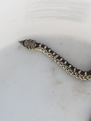Pituophis catenifer sayi