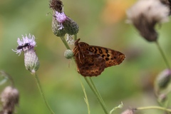 Boloria bellona