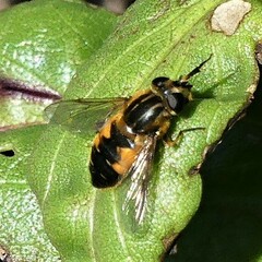 Helophilus lapponicus