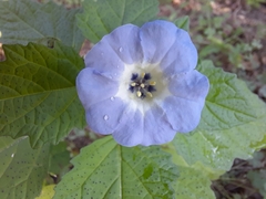 Nicandra physalodes