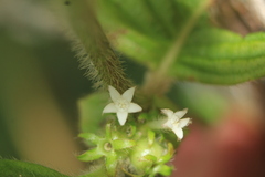 Sabicea novogranatensis