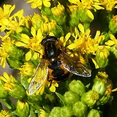 Helophilus lapponicus