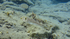 Torquigener flavimaculosus