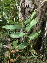 Maianthemum stellatum