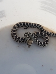 Pituophis catenifer sayi