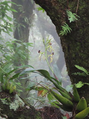 Prosthechea cochleata